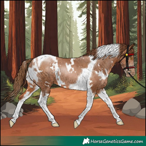 Horse Color:White Spotted Brown Pearl Tobiano Rabicano 