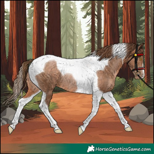 Horse Color:Brown Pearl Tobiano Rabicano 