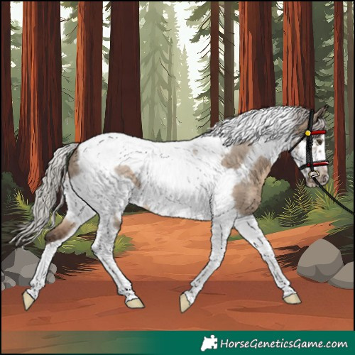 Horse Color:Silver Brown Dun Tobiano Frame 