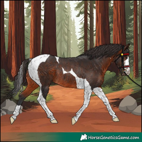 Horse Color:Brown Tobiano Rabicano 