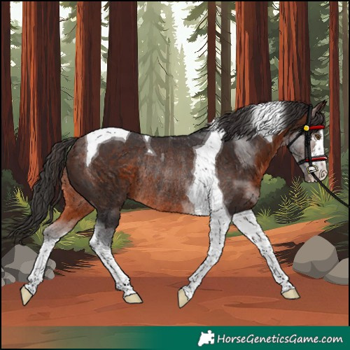 Horse Color:Brown Tobiano Rabicano 