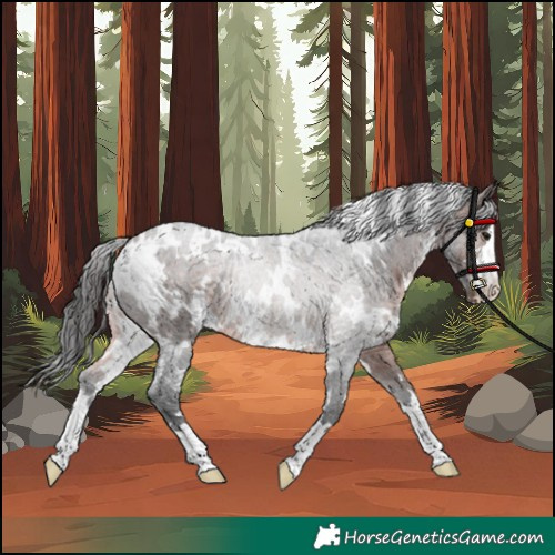 Horse Color:White Spotted Brown Rabicano