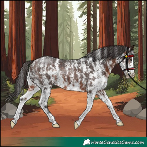 Horse Color:Brown Sabino 