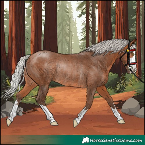 Horse Color:Silver Bay Rabicano 