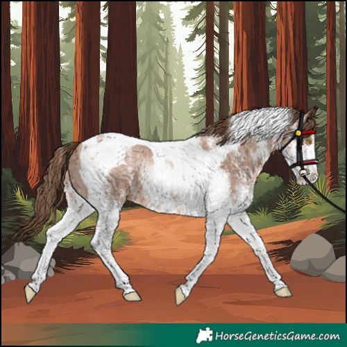 Horse Color:Unknown 