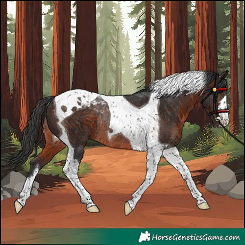 Horse Color:Brown Tobiano Rabicano 