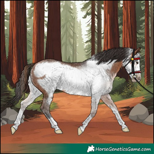 Horse Color:Unknown 