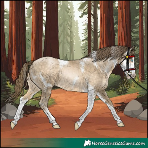 Horse Color:Unknown 