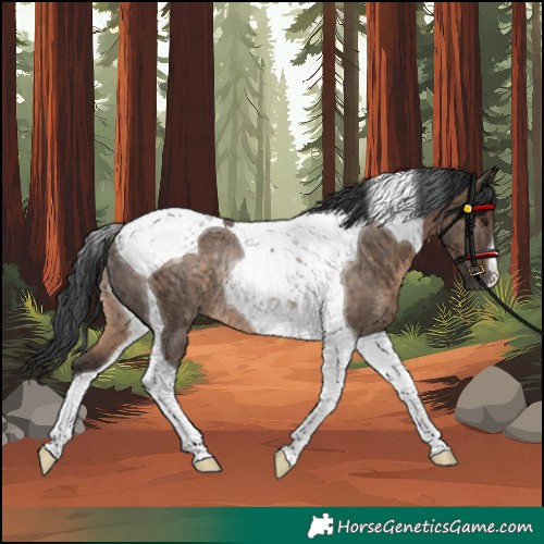 Horse Color:Unknown 