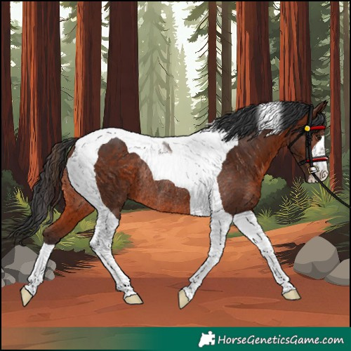 Horse Color:Brown Tobiano Rabicano 