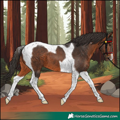 Horse Color:Bay Tobiano 