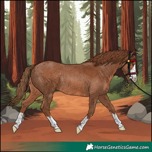 Horse Color:Chestnut Rabicano