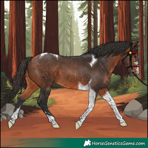 Horse Color:Bay Tobiano 