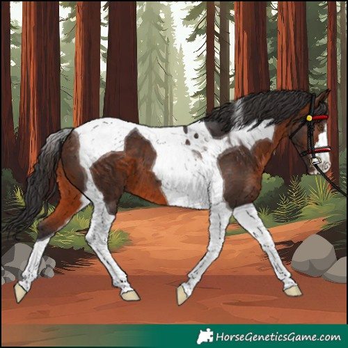 Horse Color:Brown Tobiano 