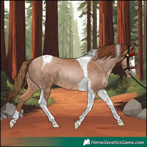 Horse Color:Brown Pearl Tobiano Rabicano