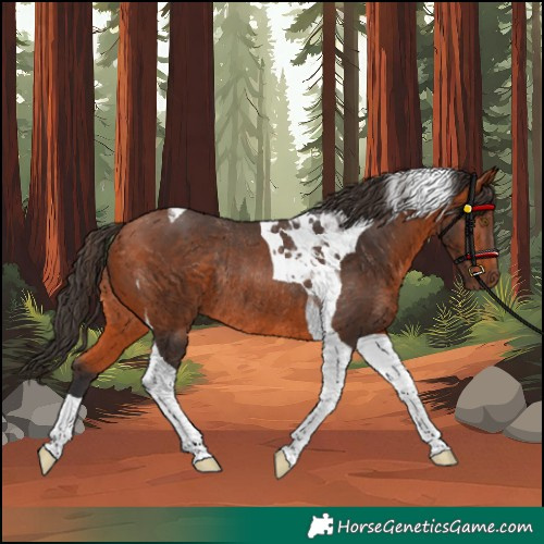 Horse Color:Bay Tobiano Rabicano 