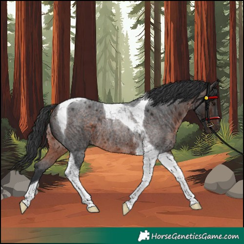 Horse Color:Brown Roan Tobiano Rabicano 