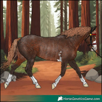 Horse Color:Liver Chestnut Rabicano