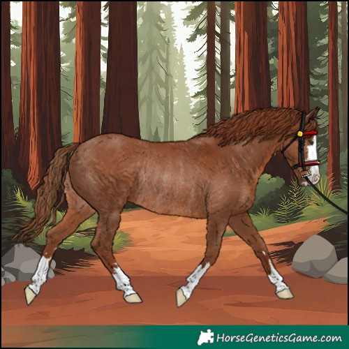 Horse Color:Chestnut Rabicano