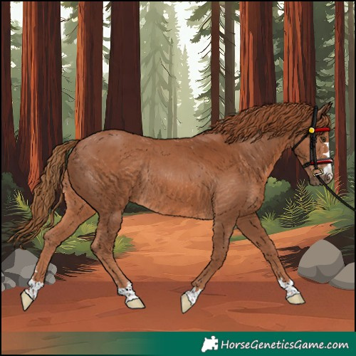 Horse Color:Chestnut Rabicano 