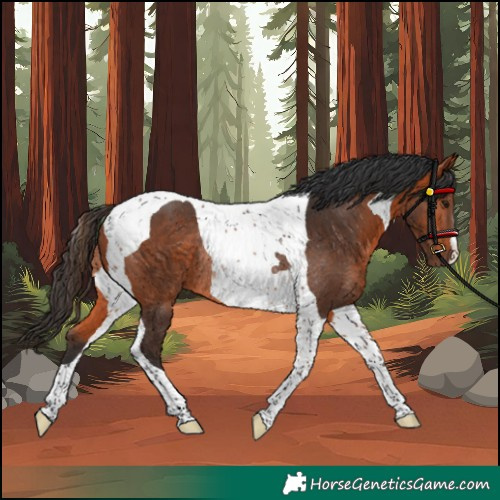 Horse Color:Bay Tobiano Rabicano 