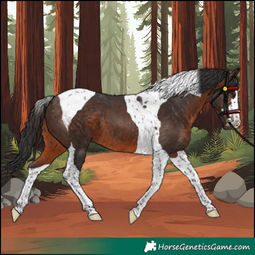 Horse Color:Brown Tobiano 