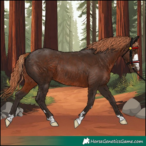 Horse Color:Liver Chestnut Rabicano 