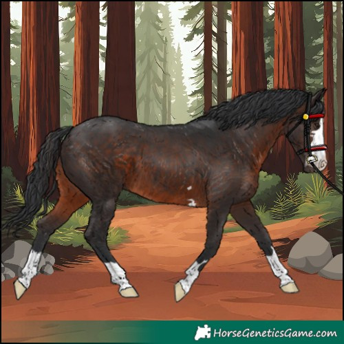 Horse Color:Brown 