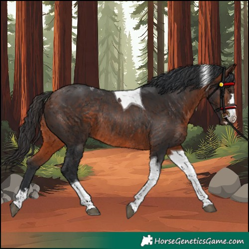 Horse Color:Bay Tobiano Rabicano 
