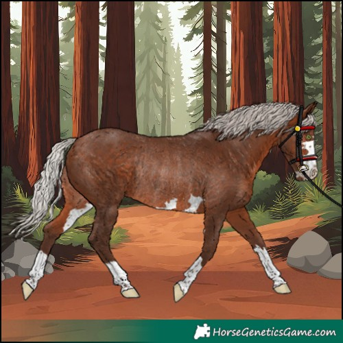 Horse Color:Unknown 