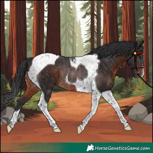 Horse Color:Brown Tobiano Rabicano 