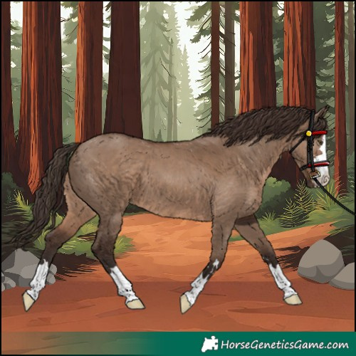 Horse Color:Liver Red Dun 
