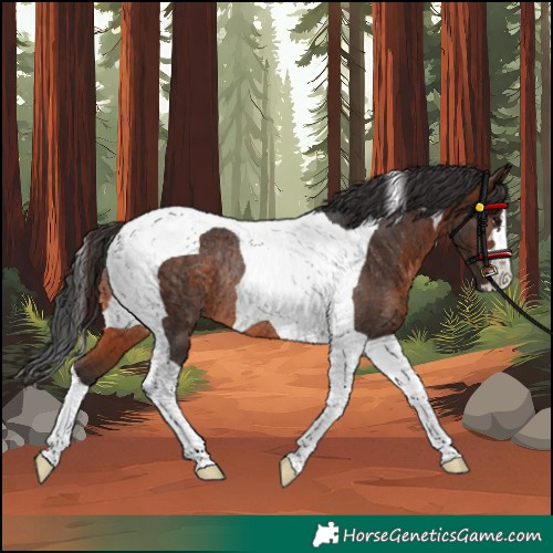 Horse Color:Brown Tobiano Rabicano 