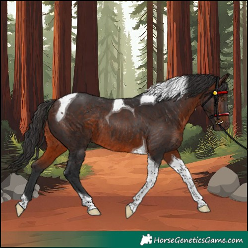 Horse Color:Brown Tobiano Rabicano 