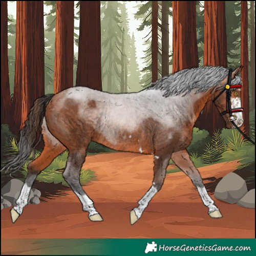 Horse Color:Unknown 
