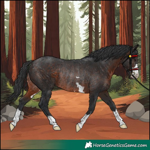 Horse Color:Brown Rabicano 