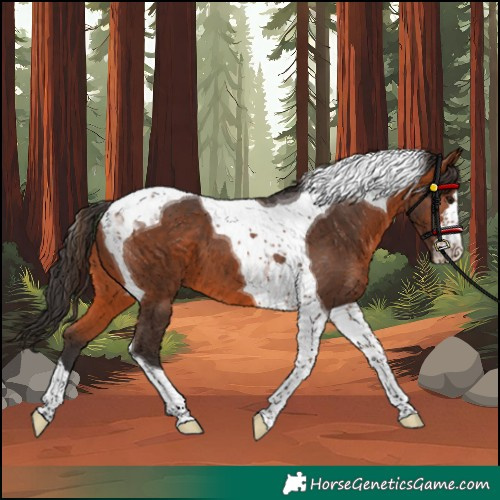 Horse Color:Bay Tobiano 