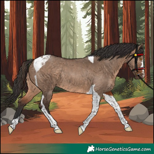 Horse Color:Brown Dun Tobiano Rabicano 