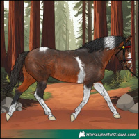 Horse Color:Bay Tobiano Rabicano