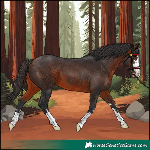 Horse Color:Bay 