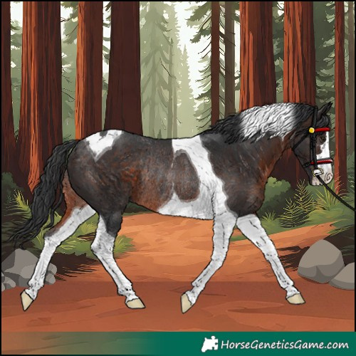 Horse Color:Brown Tobiano Rabicano
