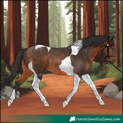 Horse Color:Bay Tobiano Rabicano