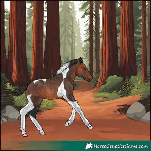 Horse Color:Bay Tobiano Rabicano