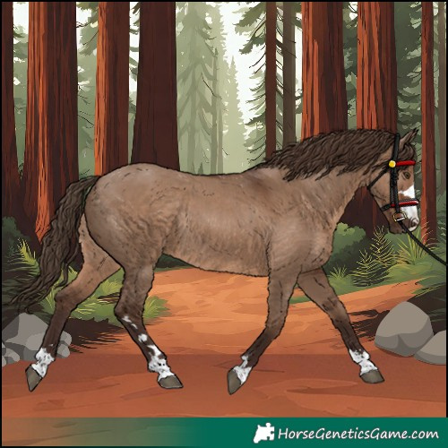 Horse Color:Liver Red Dun Rabicano