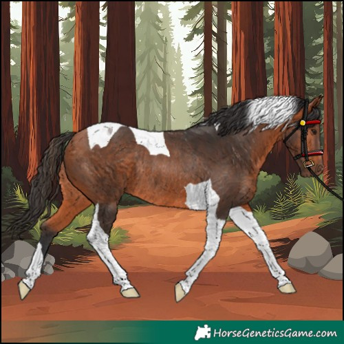 Horse Color:Bay Tobiano Rabicano