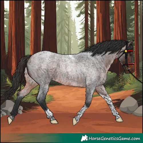 Horse Color:Bay Roan Tobiano Rabicano 