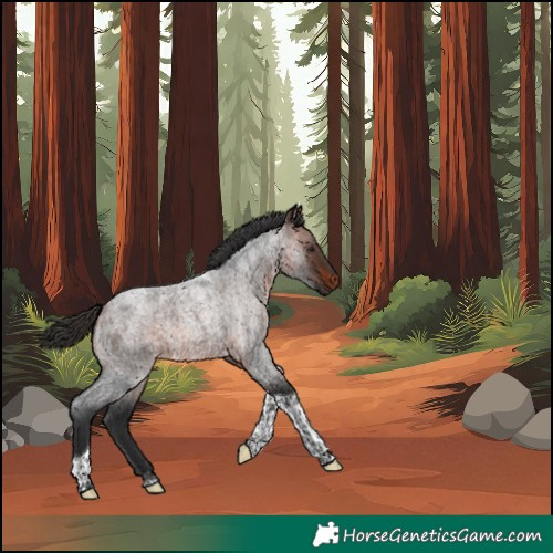Horse Color:Bay Roan Tobiano Rabicano 