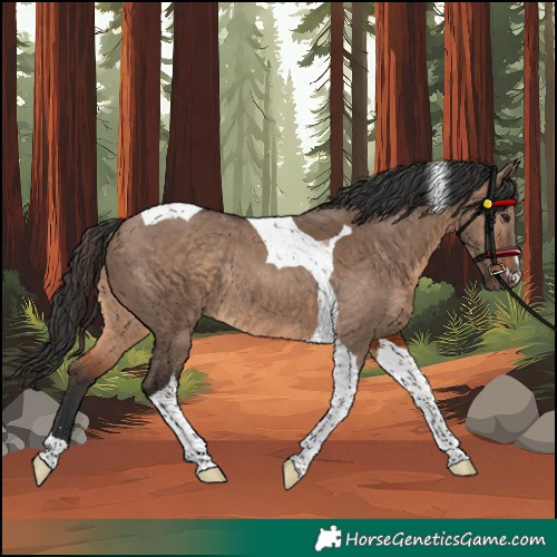 Horse Color:Brown Dun Tobiano Rabicano
