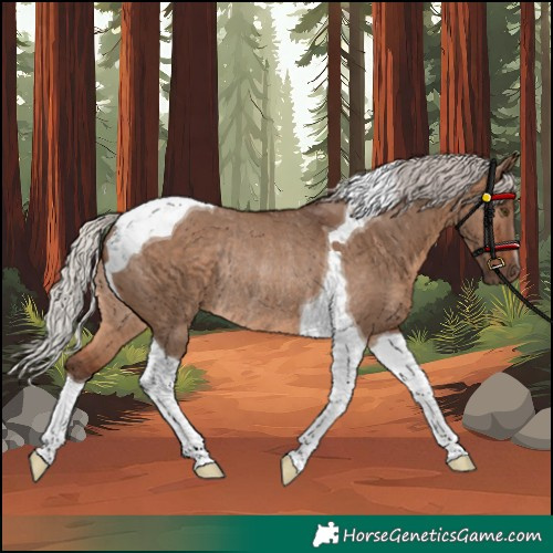 Horse Color:Silver Brown Dun Tobiano Rabicano 