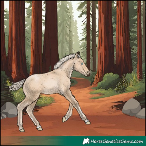 Horse Color:Palomino Pearl Rabicano 